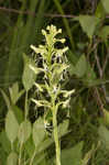 Green fringed orchid